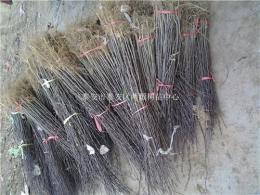 大量供應(yīng)花椒樹(shù)苗