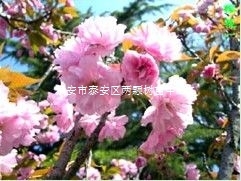 供應(yīng)日本櫻花苗