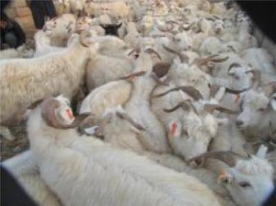 肉羊养殖利润分析