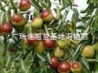 枣树苗品种 枣树苗品种价格 山西枣树苗品种