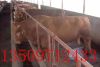 青海肉牛价格青海肉牛价格苗和能繁母牛补贴