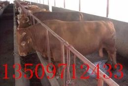 青海肉牛价格青海肉牛价格苗和能繁母牛补贴